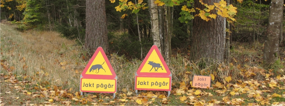 Jakt pågår